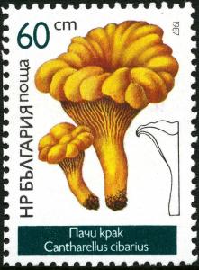 Colnect-2824-190-Chanterelle-Cantharellus-cibarius.jpg