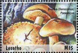 Colnect-1736-241-Boletus%C2%A0parasiticus.jpg