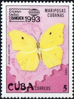 Colnect-1741-771-Yellow-angled-Sulphur-Anteos-maerula.jpg