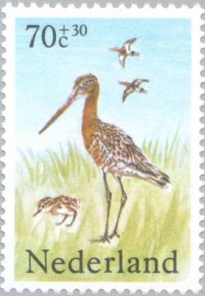 Colnect-175-821-Black-tailed-Godwit-Limosa-limosa.jpg