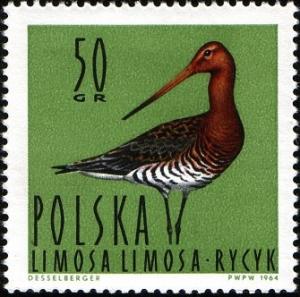 Colnect-1988-413-Black-tailed-Godwit-Limosa-limosa.jpg