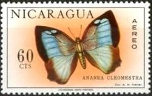 Colnect-2095-487-Cleomestra-Leafwing-Ananea-cleomestra.jpg