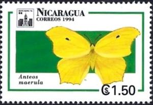 Colnect-2221-858-Yellow-angled-Sulphur-Anteos-maerula.jpg