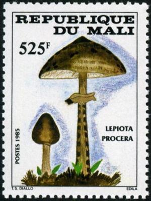 Colnect-2223-516-Lepiota-procera.jpg