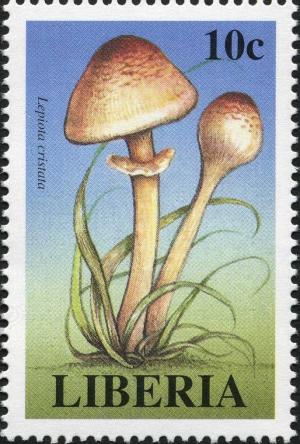 Colnect-3120-035-Lepiota-cristata.jpg