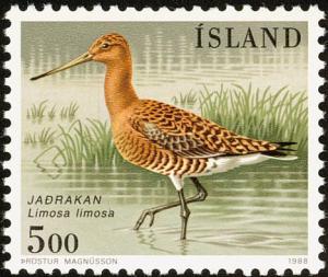 Colnect-3708-203-Black-tailed-Godwit-Limosa-limosa.jpg