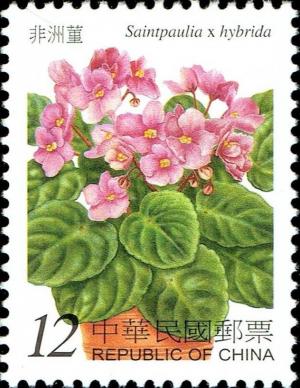 Colnect-4882-480-African-violet-Saint-paulia-x-hybrida.jpg