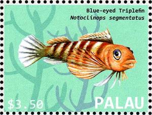 Colnect-4910-054-Blue-eyed-Triplefin-Notoclinops-segmentatus.jpg