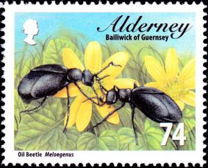 Colnect-5486-762-Oil-Beetle-Meloe-proscarabaeus-.jpg