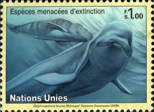 Colnect-611-502-Beluga-Whale-Delphinapterus-leucas.jpg