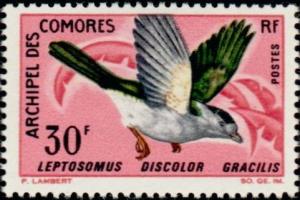 Colnect-787-727-Comoro-Cuckoo-Roller-Leptosomus-discolor-gracilis.jpg