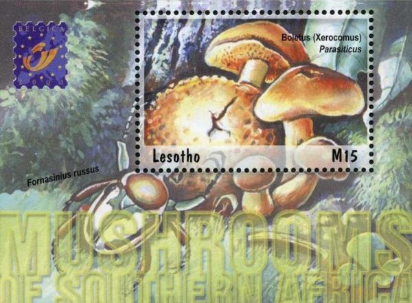 Colnect-1736-243-Boletus%C2%A0parasiticus.jpg