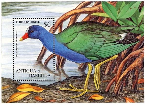 Colnect-4116-651-Purple-Gallinule%C2%A0%C2%A0%C2%A0%C2%A0Porphyrio-martinica.jpg