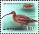 Colnect-2782-415-Far-Eastern-Curlew-Numenius-madagascariensis-.jpg