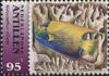 Colnect-3708-301-Queen-Angelfish-Holacanthus-ciliaris.jpg