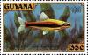 Colnect-3726-773-Golden-Pencilfish-Nannostomus-beckfordi.jpg