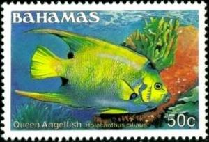 Colnect-3711-906-Queen-Angelfish-Holacanthus-ciliaris.jpg