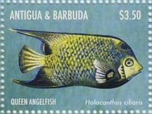 Colnect-5219-322-Queen-Angelfish-Holacanthus-ciliaris.jpg