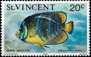 Colnect-5859-346-Queen-Angelfish-Holacanthus-ciliaris.jpg