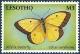 Colnect-2245-924-Alfalfa-Colias-eurytheme.jpg