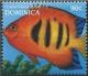 Colnect-3206-753-Flame-Angelfish-Centropyge-loriculus.jpg