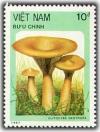 Colnect-1632-497-Clitocybe-geotropa.jpg