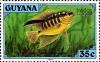 Colnect-3726-778-Flag-Cichlid-Chichlasoma-festivum.jpg