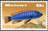 Colnect-5523-486-Trewavas-Cichlid-Labeotropheus-trewavasae.jpg