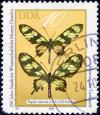 DDR._10._Papilio_hahneli.jpg