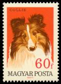 1836_Collie_60.jpg