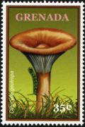 Colnect-3073-685-Clitocybe-geotropa.jpg