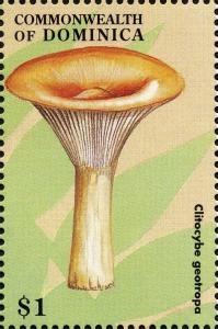 Colnect-3037-967-Clitocybe-geotropa.jpg