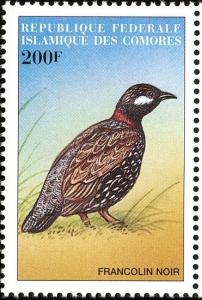 Colnect-3669-541-Black-Francolin-Francolinus-francolinus.jpg