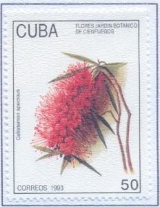 Colnect-2518-329-Callistemon-speciosus.jpg