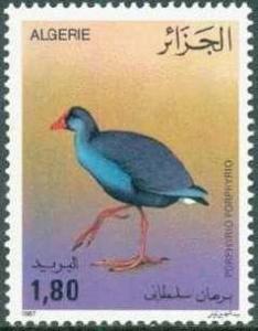 Colnect-1296-667-Purple-Gallinule-Porphyrio-porphyrio.jpg