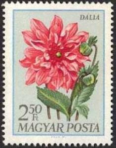 Colnect-590-867-Dahlia-Dahlia-hybrida.jpg