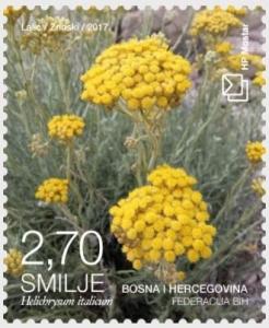 Colnect-4786-669-Helichrysum-italicum.jpg