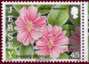 Colnect-1472-136-Paradise-Belinda---Camellia-sasanqua-.jpg