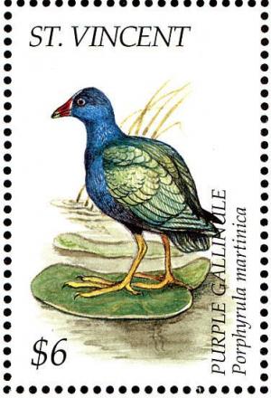 Colnect-1755-630-Purple-Gallinule-Porphyrio-porphyrio.jpg