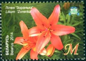 Colnect-2356-154-Lily---Zorenka--.jpg