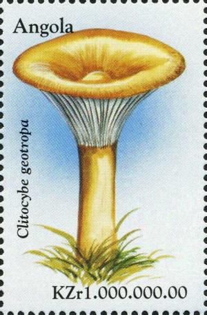 Colnect-2979-958-Clitocybe-geotropa.jpg