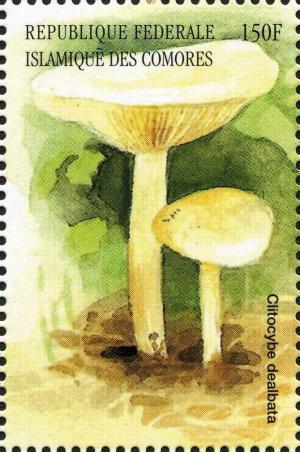 Colnect-3045-410-Clitocybe-dealbata.jpg