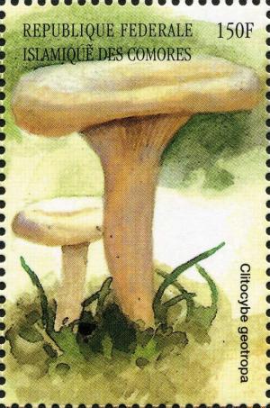 Colnect-3045-412-Clitocybe-geotropa.jpg