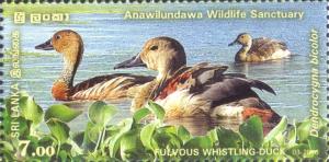 Colnect-3309-975-Fulvous-Whistling-duck-Dendrocygna-bicolor.jpg