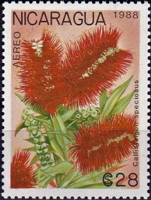 Colnect-3999-352-Callistemon-speciosus.jpg