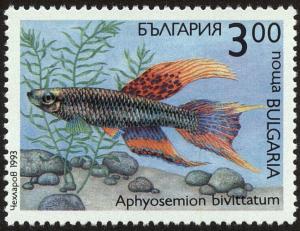 Colnect-4413-051-Two-stripe-Killifish-Aphyosemion-bivittatum.jpg