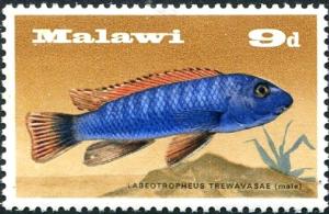 Colnect-5523-486-Trewavas-Cichlid-Labeotropheus-trewavasae.jpg