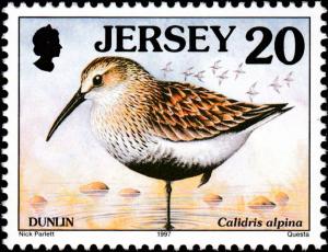 Colnect-6227-651-Dunlin-Calidris-alpina.jpg