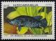 Colnect-1497-044-Cichlid-Cichlasoma-dowi.jpg