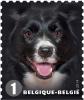 Colnect-1958-027-Border-Collie-Canis-lupus-familiaris.jpg